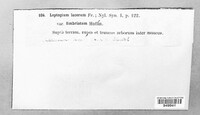 Scytinium pulvinatum image